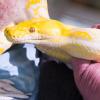 Ein Albino-Netzpython wie dieser hat einem Österreicher beim Toilettengang in die Genitalien gebissen. (Symbolbild)