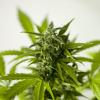 Ein Pärchen in Kempten hat versucht, Marihuana auf dem Grill zu verbrennen, damit es die Polizei nicht findet. (Symbolbild)