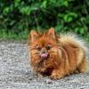 In Dösingen wurde am Dienstag ein Hund angefahren. (Symbolbild)