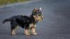 Zwei zutrauliche Yorkshire Terrier haben sich am Donnerstagabend in Richtung A96 verirrt. (Symbolbild)