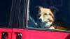 In Füssen hat am Donnerstagabend hat eine aufmerksame Bürgerin bei der Polizei gemeldet, dass in einem Auto seit mehreren Stunden zwei Hunde bellen würden. (Symbolbild) 