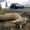 Nach einem Wildunfall muss jeder Beteiligte Fahrer anhalten und die Unfallstelle absichern. 