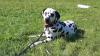 Die junge Hündin Milou wurde am Inselsee bei Immenstadt vergiftet.
