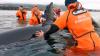 Am Donnerstag haben Helfer in Russland einem jungen Orca das Leben gerettet, der bei Ebbe im Osten des Landes gestrandet war.