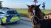 In Handschellen wurde Pony Wotan von einer Beamtin-selbst Pferdebesitzerin-von den Gleisen geführt. 