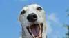 Ein Hund hat am Mittwoch eine 80-Jährige gebissen. (Symbolbild)