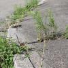 Straßenrinnen und Bürgersteige müssen von wildwachsendem Unkraut mindestens einmal monatlich befreit werden, um Asphaltschäden und kippende Bordsteine zu vermeiden.