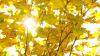 Im Allgäu steht uns ein sonniger Wochenstart bevor.(Symbolbild).  (Symbolbild)