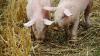 In Deutschland sind Fälle der Afrikanischen Schweinepest in Brandenburg, Sachsen und Mecklenburg-Vorpommern aufgetreten. (Symbolbild)