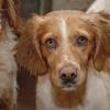 Zwei Zeugen haben drei Hunde, die in einem stark verwahrlosten Zustand waren zur Polizei gebracht. (Symbolbild)
