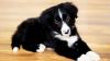 Die beiden Border-Collie Welpen sollten von Belgien nach Bulgarien gebracht werden. (Symbolbild)