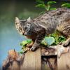 Bereits zum zweiten Mal in diesem Jahr wurde eine Freigänger-Katze mit einer Harz-artigen Flüssigkeit überschüttet. (Symbolbild)