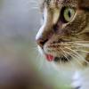 Katze (Symbolbild). 