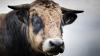 Ein 52-jähriger Landwirt ist am Donnerstag in Rettenbach von einem Stier schwer verletzt worden. (Symbolbild)
