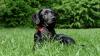 Ein Labrador wurde im Landkreis Günzburg offenbar mit einem Giftköder vergiftet. (Symbolbild)