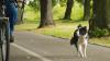 Ein Radfahrer und ein Hundebesitzer haben sich am Alpsee geprügelt, weil der Hund vor das Fahrrad gelaufen ist. (Symbolbild)