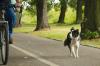 Ein Radfahrer und ein Hundebesitzer haben sich am Alpsee geprügelt, weil der Hund vor das Fahrrad gelaufen ist. (Symbolbild)