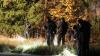 Die Polizei hatte am 14. November 2021 bei Memmingerberg ein 16-jähriges Mädchens tot aufgefunden. Im Bild Polizisten bei der Spurensuche vor Ort. Die Staatsanwaltschaft Memmingen hat jetzt Anklage erhoben. (Archivbild)