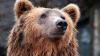 Eine Wildtierkamera hat am vergangenen Wochenende einen Braunbären in der Region Garmisch-Partenkirchen fotografiert. (Symbolbild)
