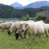 Auch dieses Jahr setzt die Stadt Füssen Schafe als tierische Helfer ein.