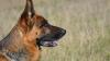 Am Sonntag haben in Rot an der Rot zwei Schäferhunde einen fünfjährigen Jungen angegriffen. Das Kind wurde dabei schwer verletzt. Die Halterin sicherte zu Hilfe zu holen, stattdessen ergriff sie die Flucht. (Symbolbild)