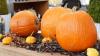 Auch an Halloween wird es im Allgäu tagsüber sonnig, allerdings nicht mehr ganz so warm wie am Wochenende. Auch der Rest der Woche wird nicht mehr ganz so warm, nachts ist auch wieder Regen möglich. (Symbolbild)