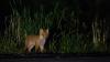In der Nacht von Dienstag auf Mittwoch musste zwischen Wolfegg und Grund ein 34-jähriger Autofahrer einem Fuchs ausweichen. (Symbolbild)