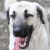 Hundeangriff in Günzburg: Einer der beiden soll der Rasse "Kangal" ähneln. (Symbolbild)