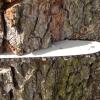 Weil ihr 44-jähriger Nachbar einen Baum auf der Grundstücksgrenze fällen ließ, ohne das vorher mit ihr abzustimmen, zeigte eine 85-Jährige ihn bei der Polizei an. (Symbolfoto)