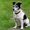 Rattengift hat ein Jack Russell Terrier während eines Spaziergangs in Argenbühl gefressen. Nun ermittelt die Polizei. (Symbolfoto)