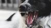 Sieben Monate nach einer Hundeattacke hat die Polizei jetzt die Hundehalterin ausfindig gemacht. Im Oktober 2022 hat einer ihrer Hunde einen Mann in den Bauch gebissen. Damals war die 59-Jährige vom Tatort geflohen. Am vergangenen Mittwoch haben Polizisten die Frau und ihre Hunde anhand der Beschreibung erkannt. (Symbolbild)