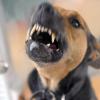 Hofhund beißt Lieferant: Bei Ichenhausen ist ein 20-Jähriger von einem angeketteten Hund angegriffen worden. (Symbolbild)