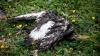Auch im Unterallgäu wurde jetzt erstmals seit 2016 die Vogelgrippe bei Wildvögeln nachgewiesen. Das Landratsamt Unterallgäu hat jetzt Sicherheitsmaßnahmen zum Schutz von Nutz- und Hausvögeln veröffentlicht. (Symbolbild)