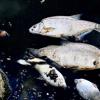 In der Schussen bei Eriskirch sind am Wochenende mehrere verendete Fische entdeckt worden. Die Polizei geht jedoch nicht davon aus, das eine Umweltverschmutzung für den Vorfall verantwortlich ist. (Symbolbild)