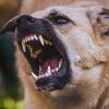 In Füssen hat ein Hund eine Spaziergängerin angefallen und gebissen. Die 72-Jährige stürzte bei dem Angriff und brach sich den Unterarm. Die Polizei zeigte die Hundebesitzerin an. (Symbolbild)