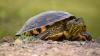 Ein Mann hat in Günzburg eine Schildkröte am Wegesrand gefunden. (Symbolbild)