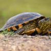 Ein Mann hat in Günzburg eine Schildkröte am Wegesrand gefunden. (Symbolbild)