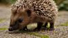 Weil sie einem Igel ausweichen wollte, krachte eine 30-jährige Frau in Friedrichshafen mit ihrem Auto gegen einen Baum. (Symbolfoto)