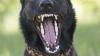 Ein Hund griff am Sonntagabend einen Mann in Lindau an. Er biss ihn in den Unterarm und in den Hintern. (Symbolfoto)