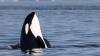 Orcas haben erneut eine Segeljacht in der Nähe von Gibraltar versenkt. Die zwei Besatzungsmitglieder konnten von einem Tanker gerettet werden (Symbolbild.