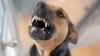 Hunde bissen am Wochenende in Berg bei Ravensburg und in Bad Waldsee zu. (Symbolfoto)