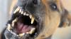 Ein Hund griff am Sonntag eine Frau in der Steiermark an. Mit schweren Bissverletzungen musste sie im Krankenhaus operiert werden. (Symbolbild)