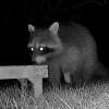 Die Kamera von Astrid Ruth hat aufgezeichnet, wie sich dieser Waschbär in der Nacht auf Sonntag am Vogelfutter in ihrem Garten in Weißenhorn bediente.