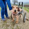 Mit ausreichend Zeit und viel Training würde für Hund Snoopy die Möglichkeit bestehen wieder laufen zu können.