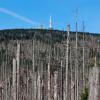 Wolkenlos zeigt sich der Himmel über dem Nationalpark Harz am Brocken. Viele der Fichten sind wegen Trockenheit und Borkenkäfern abgestorben und bleiben unangetastet einfach stehen.