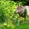 Bayerns Wolfsverordnung ist seit ihrer Geburtsstunde ein Dauerstreitthema - nun landet sie schon wieder vor Gericht. (Illustration)