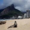 Pelziger Badegast - Seebär in Ipanema