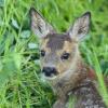 Wildtiere finden oft keine Ruhe mehr, warnt Jäger Siegfried Bucher aus Wertingen. Er befürchtet, dass die anstehenden Festtage Stress für die Tiere bringen. 