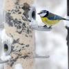 In gut konstruierten Futterhäuschen ist die Nahrung besser vor Vogelkot, Wind und Regen geschützt als in anderen. (Archivbild)