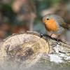 Naturnahe Futterquellen sind wichtig für Vögel wie Rotkehlchen. (Archivbild)